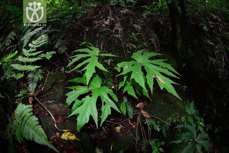 掌裂叶秋海棠(begonia pedatifida(19.