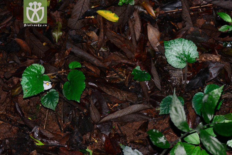 蕺叶秋海棠(begonia limprichtii(4.