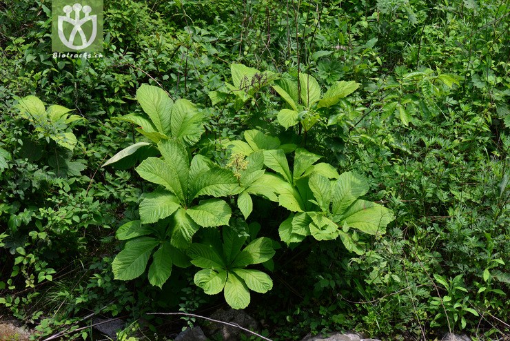 七叶鬼灯檠(rodgersia aesculifolia) (2).