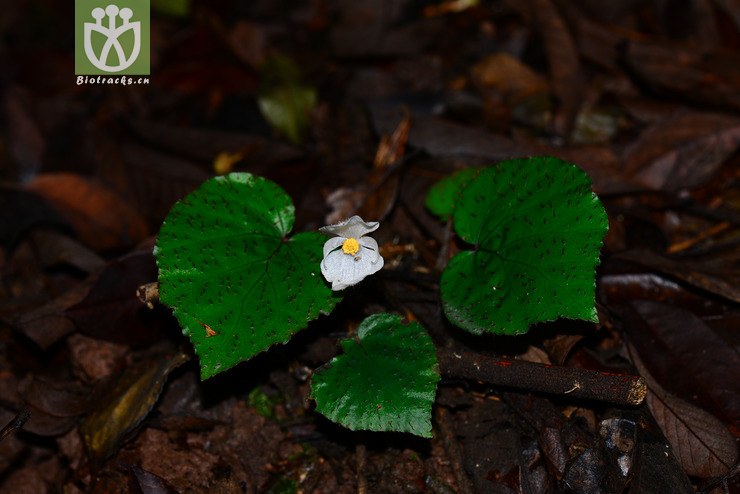 蕺叶秋海棠(begonia limprichtii(2.