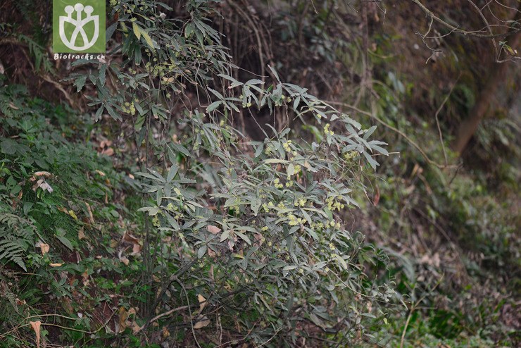 四川山胡椒(lindera setchuenensis) (19).