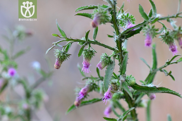 六棱菊(laggera alata(12.jpg 相邻时间拍摄的照片 张