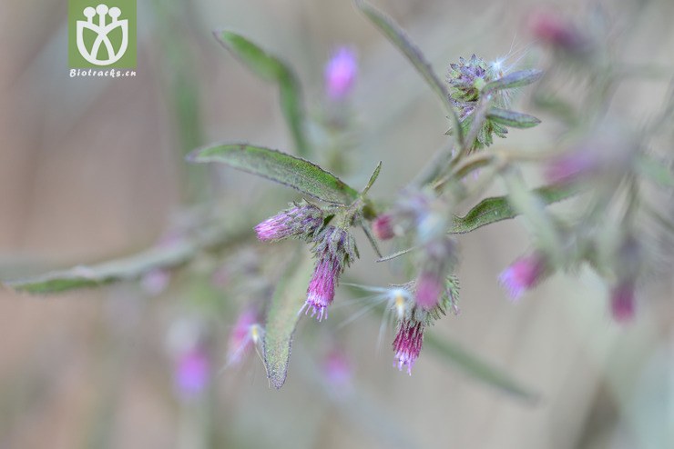 六棱菊(laggera alata(5.jpg 相邻时间拍摄的照片 张