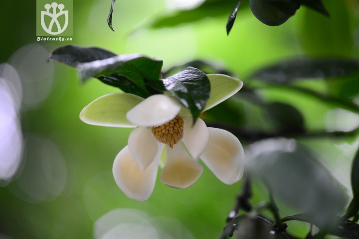 夜香木兰(lirianthe coco(10.jpg 相邻时间拍摄的照片 31张