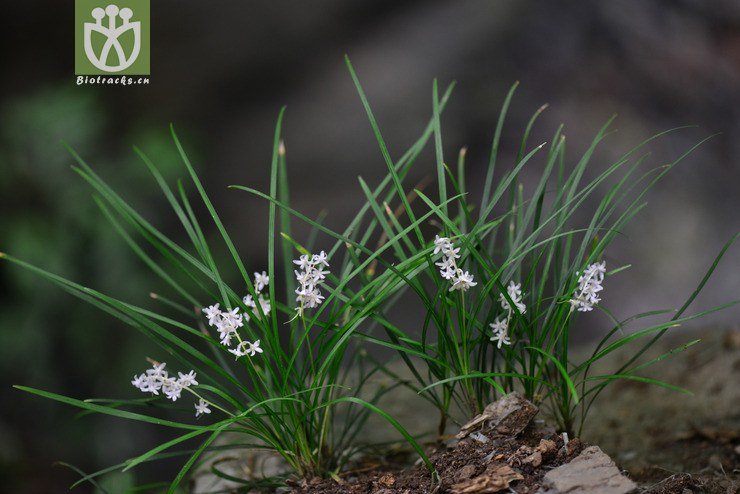 沿阶草(ophiopogon bodinieri(13.jpg 相邻时间拍摄的照片 张