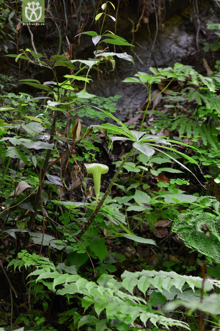 一把伞南星(arisaema erubescens(18.