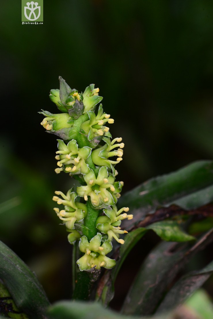 筒花开口箭(campylandra delavayi) (6).