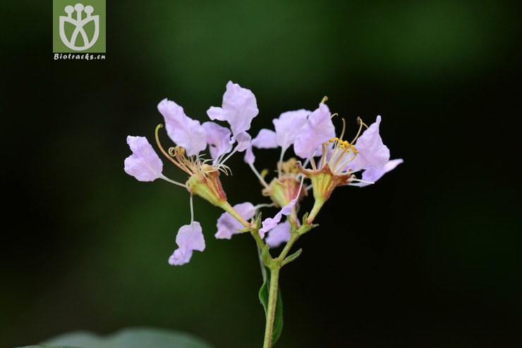 毛紫薇(lagerstroemia villosa(5.jpg 相邻时间拍摄的照片 张