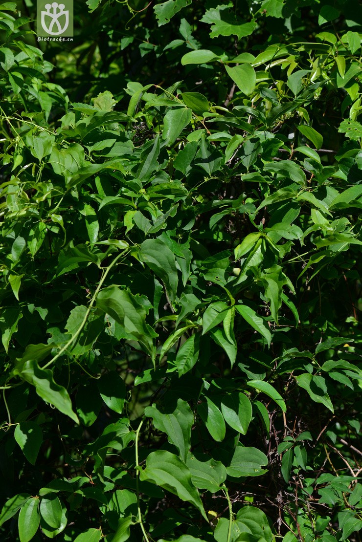 短梗菝葜(smilax scobinicaulis(1.