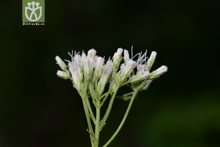 白头婆(eupatorium japonicum) (9).jpg 相邻时间拍摄的照片      张