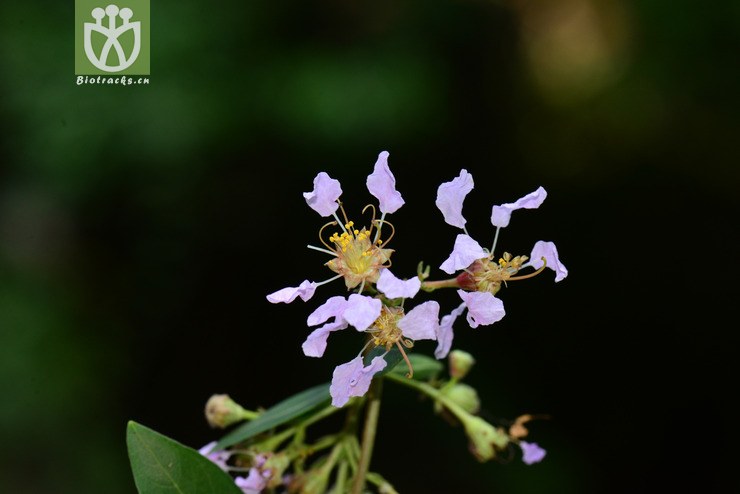 毛紫薇(lagerstroemia villosa(4.jpg 相邻时间拍摄的照片 张