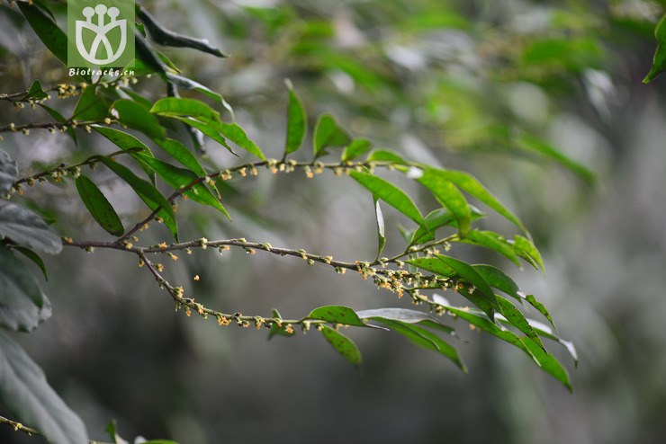 细齿叶柃(eurya nitida(7.jpg 相邻时间拍摄的照片 张