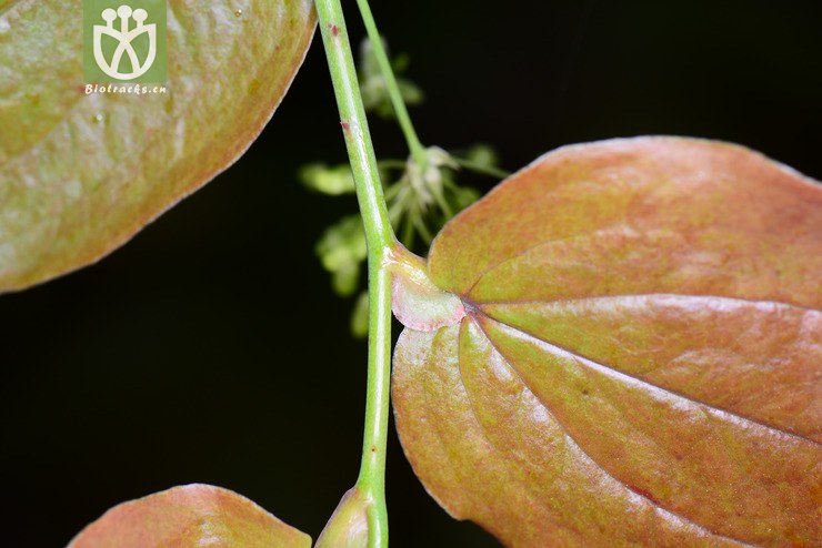 托柄菝葜(smilax discotis) (8).jpg 相邻时间拍摄的照片      张