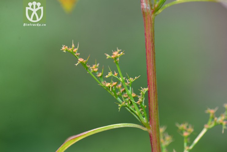 千针苋(acroglochin persicarioides(11.