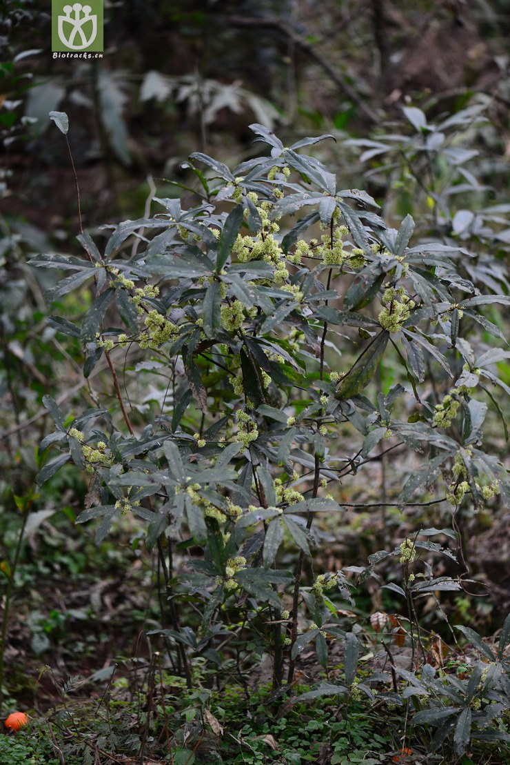 四川山胡椒(lindera setchuenensis) (22).