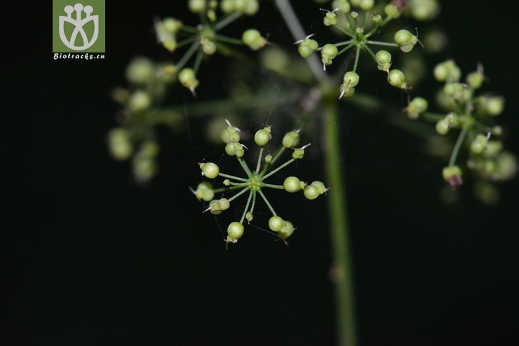 菱叶茴芹(pimpinella rhomboidea) (4).