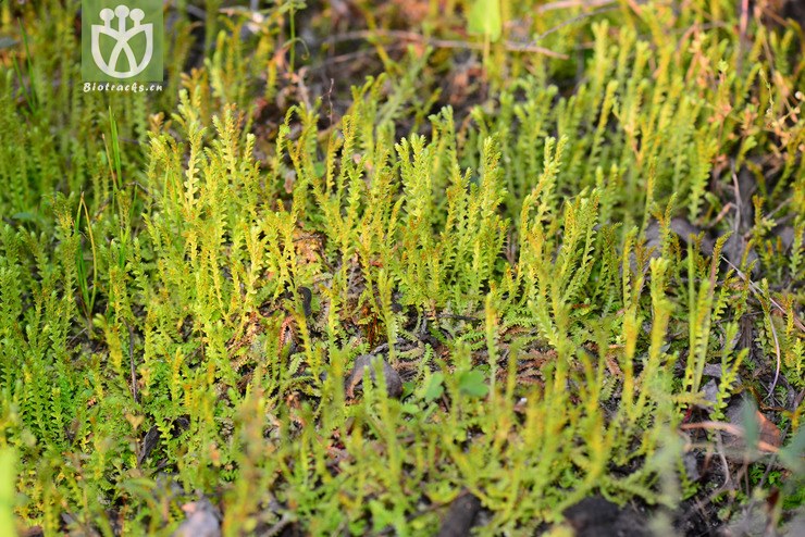 伏地卷柏(selaginella nipponica) (1).jpg