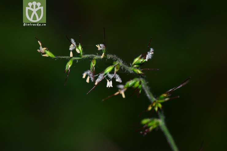 求米草(oplismenus undulatifolius) (0).