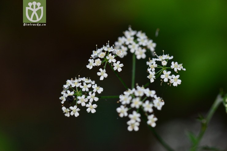 菱叶茴芹(pimpinella rhomboidea) (10).