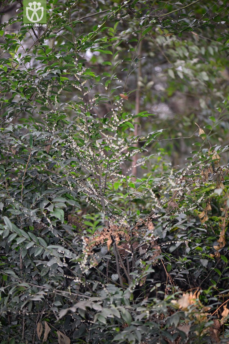 细枝柃(eurya loquaiana) (9).jpg 相邻时间拍摄的照片    31张