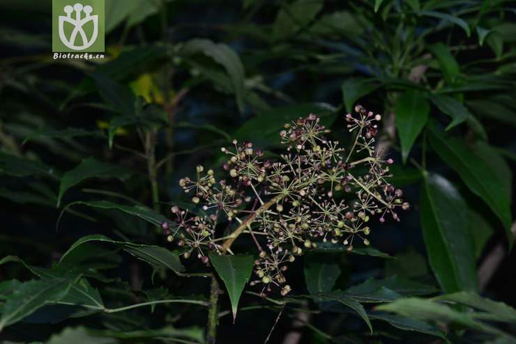 异叶梁王茶(metapanax davidii) (15).