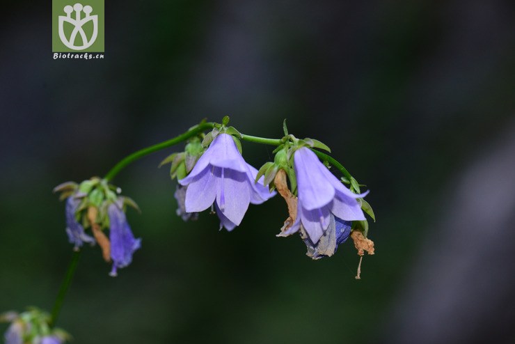 杏叶沙参(adenophora petiolata subsp hunanensis(2.