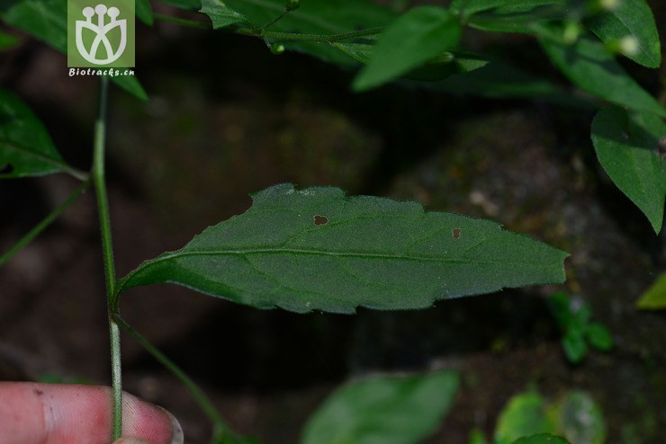 三脉紫菀(aster trinervius subsp ageratoides(18.jpg