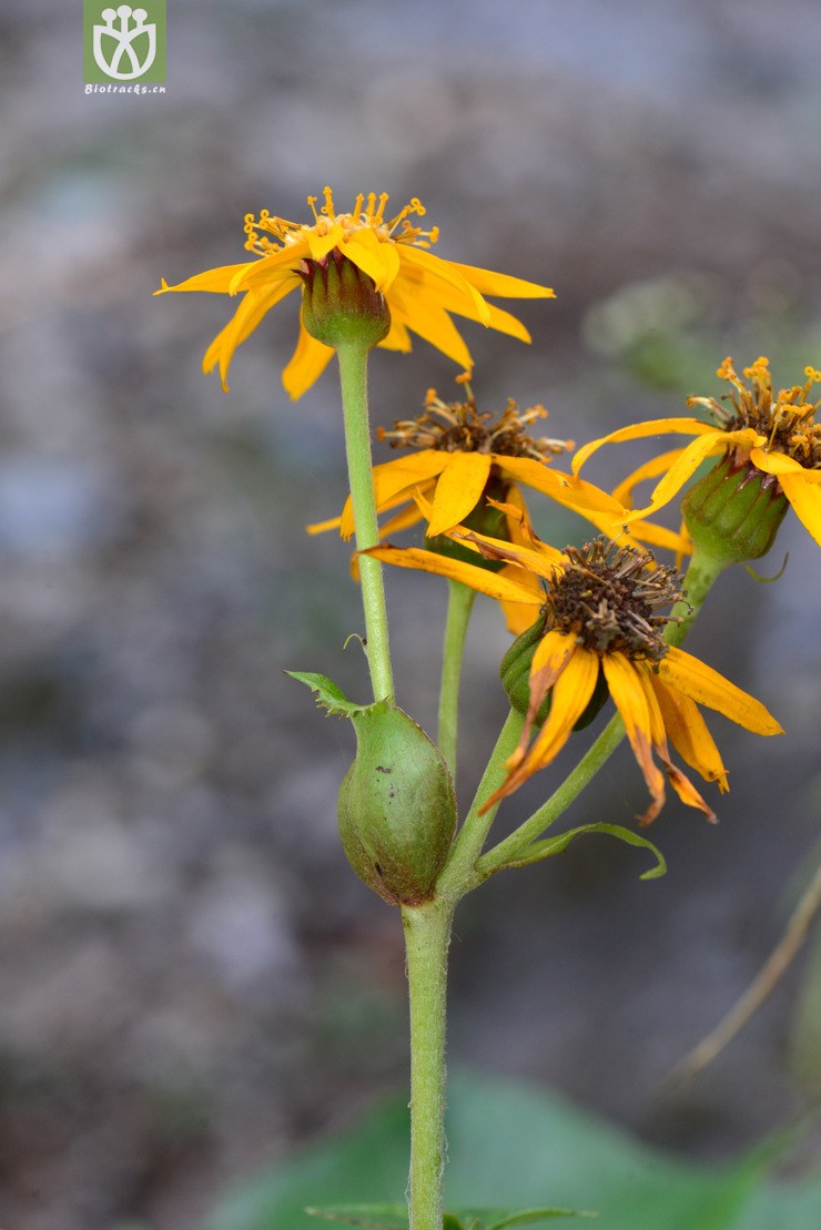 齿叶橐吾(ligularia dentata(14.jpg 相邻时间拍摄的照片 张