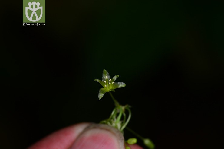 托柄菝葜(smilax discotis) (6).jpg 相邻时间拍摄的照片      张