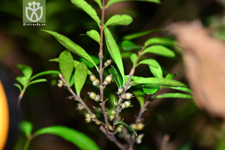 蕊帽忍冬(lonicera pileata) (0).jpg 相邻时间拍摄的照片     张