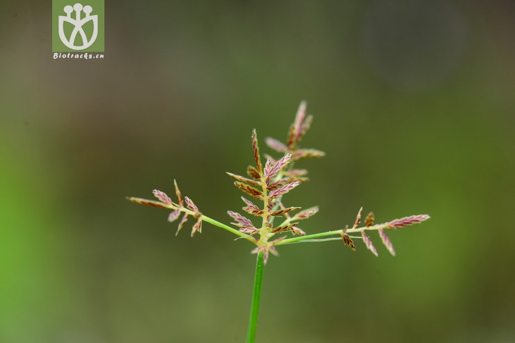 三轮草(cyperus orthostachyus(6.jpg 相邻时间拍摄的照片 31张