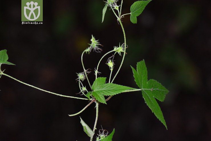 葎草(humulus scandens) (5).jpg