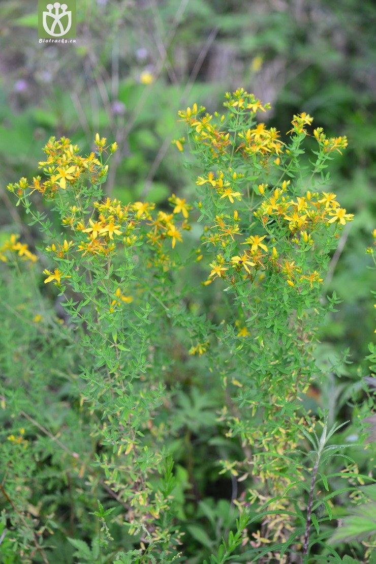 贯叶连翘(hypericum perforatum) (17).