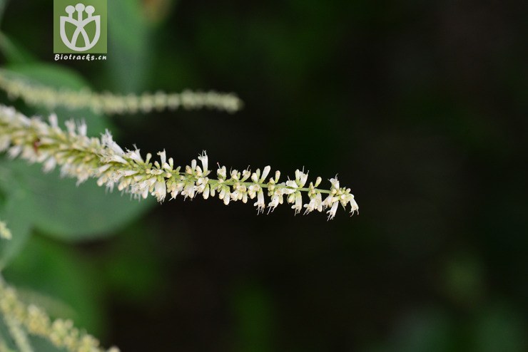鸡骨柴(elsholtzia fruticosa(2.jpg 相邻时间拍摄的照片 张