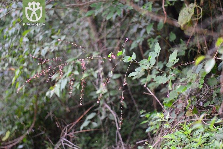 长柄山蚂蝗(hylodesmum podocarpum(0.