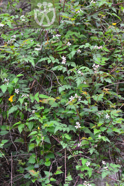 Rubus pungens