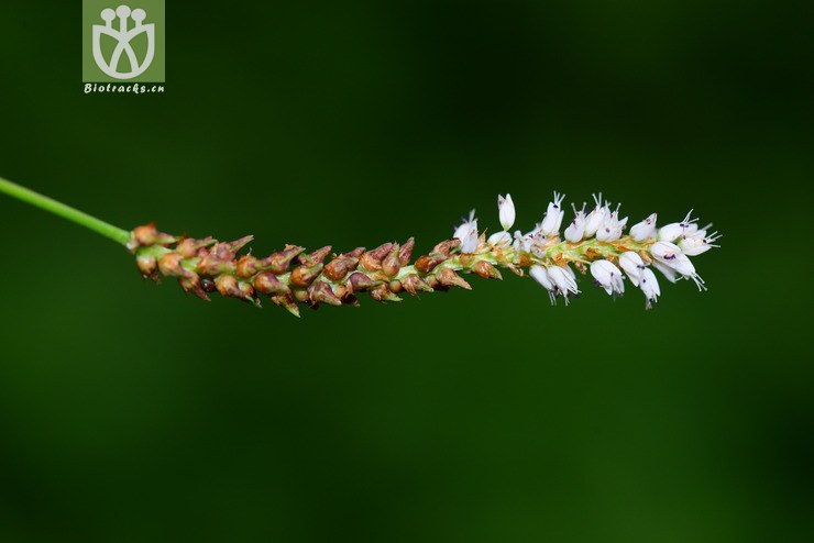 珠芽蓼(polygonum viviparum(2.jpg 相邻时间拍摄的照片 张