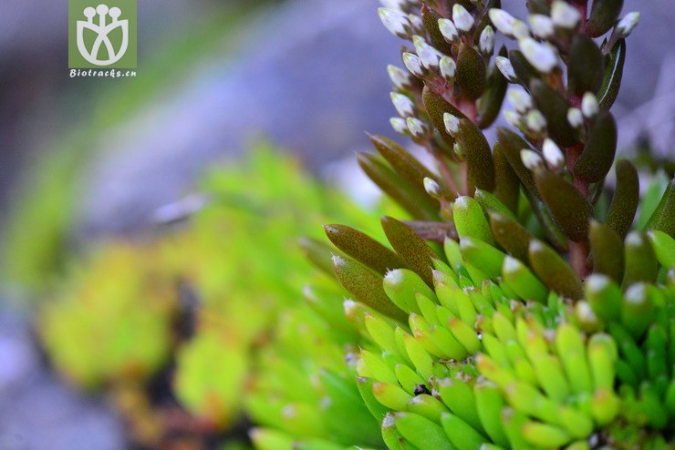 塔花瓦松(orostachys chanetii(24.