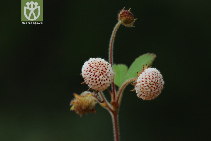 黄毛草莓(fragaria nilgerrensis(18.jpg