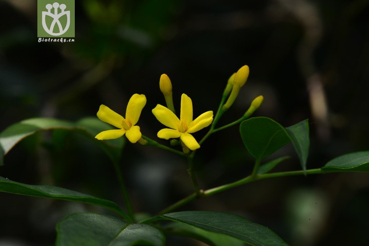 滇素馨(jasminum subhumile(9.jpg 相邻时间拍摄的照片 张