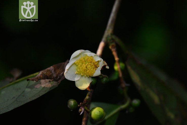 普洱茶(camellia sinensis var. assamica) (0).