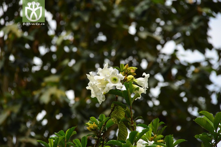 清明花(beaumontia grandiflora) (32).