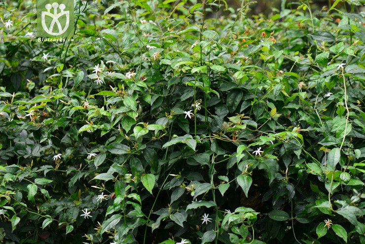 青藤仔(jasminum nervosum) (20).jpg 相邻时间拍摄的照片      张