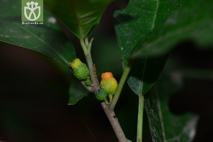 山榕(ficus heterophylla)2(2.jpg 相邻时间拍摄的照片 张