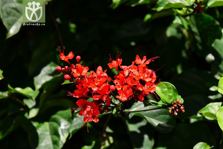 红龙吐珠(clerodendrum splendens) (4).