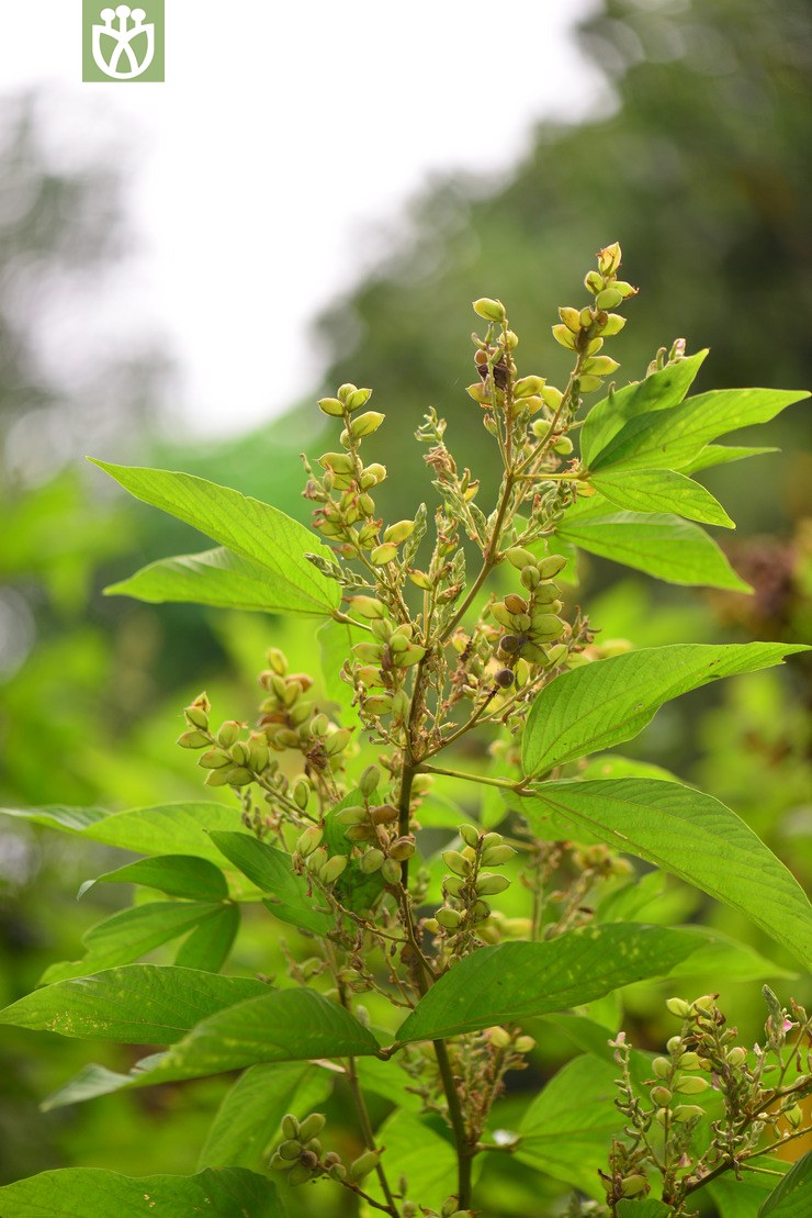 图片信息-kingdonia-植物云数据