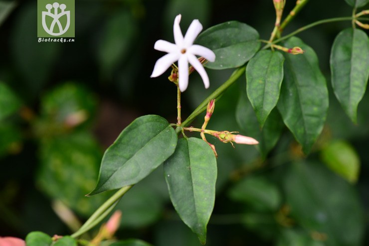 青藤仔(jasminum nervosum) (10).jpg 相邻时间拍摄的照片      张