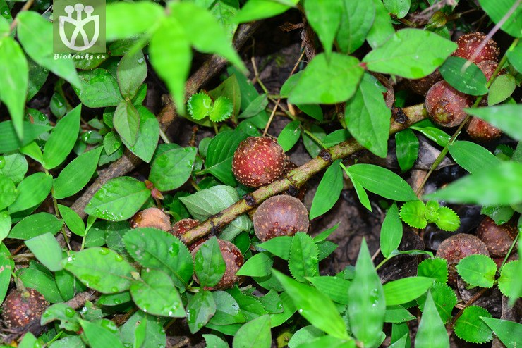 鸡嗉子榕(ficus semicordata(5.jpg 相邻时间拍摄的照片 张