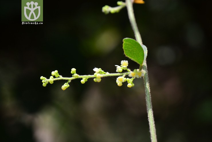 木防己(cocculus orbiculatus) (4).jpg 相邻时间拍摄的照片      张