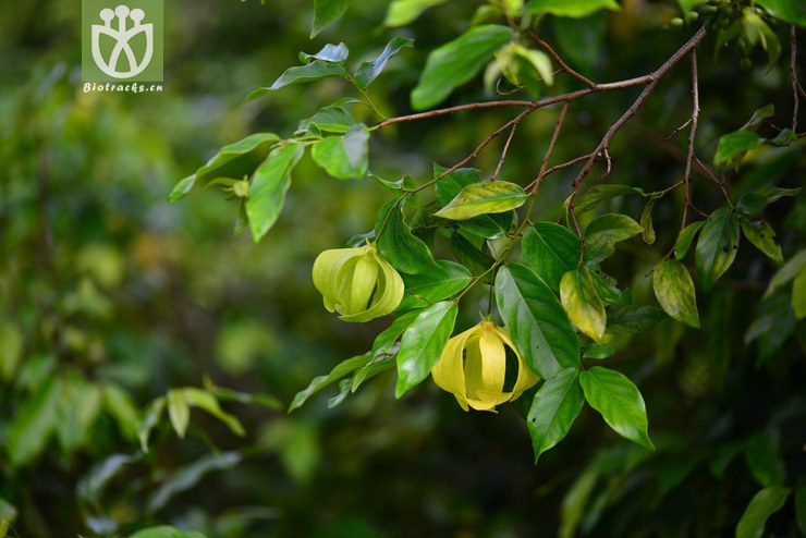 假鹰爪(desmos chinensis) (1).jpg 相邻时间拍摄的照片      张